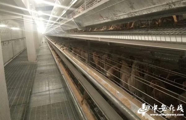 山里通了致富路产品有了新销路——*武岳**高速白帽互通建成通车后见闻