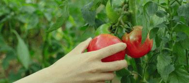 一天一杯果汁会长胖吧,一天一杯酸奶对身体有害吗