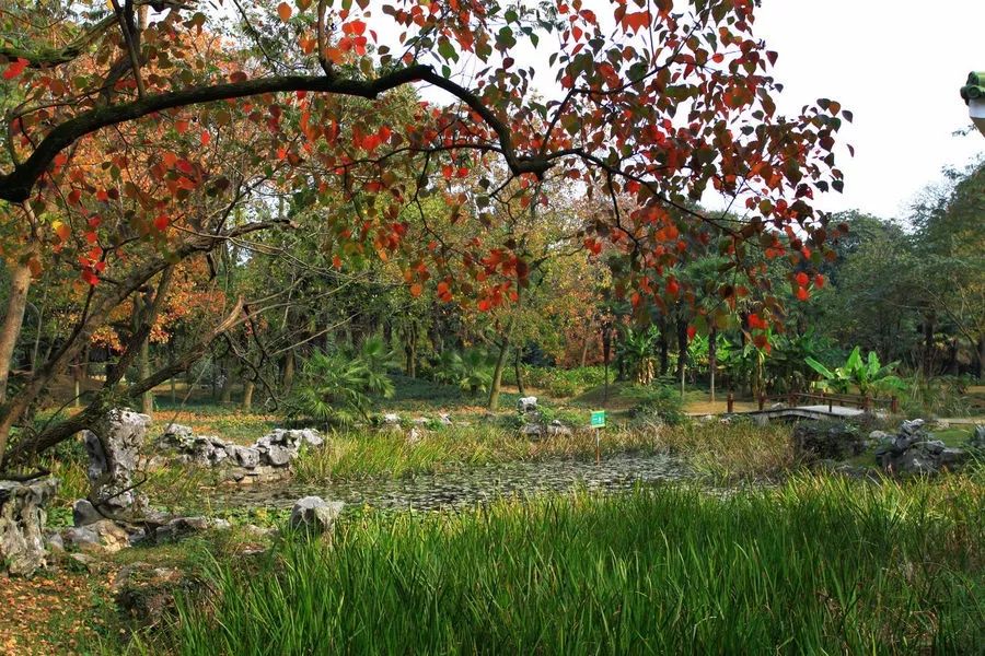 赏桂花好去处杭州,福利幸福