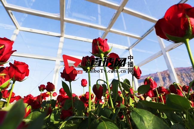 奥克斯空调市场格局,奥克斯空调转型