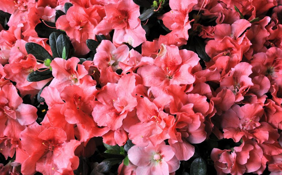 六安月亮岛未来10年规划图,六安市月亮岛在建工程