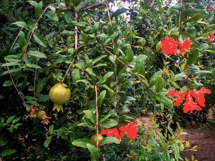 软籽石榴拼团,拼多多石榴拼团