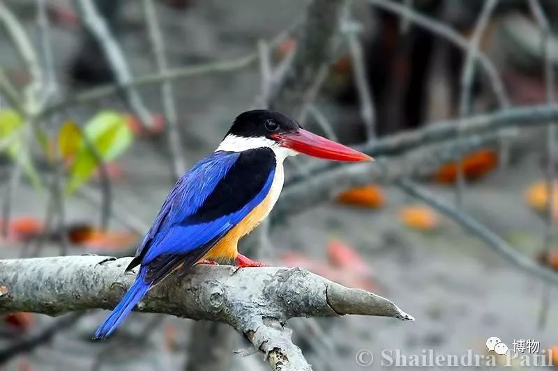 做点翠需要的材料,做点翠饰品犯法吗