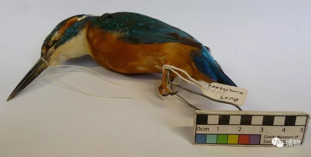 做点翠需要的材料,做点翠饰品犯法吗