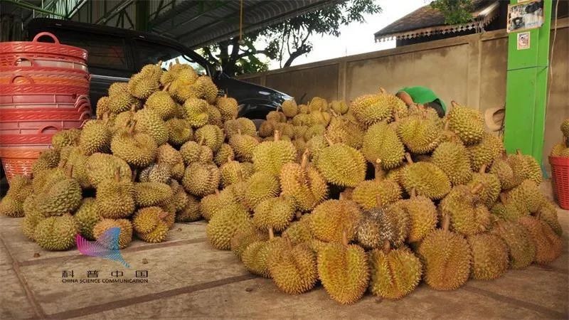 为什么有的榴莲很臭有的榴莲很香,为什么说榴莲闻着臭吃着香