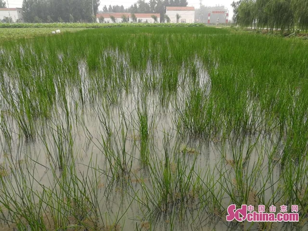 济宁汶上特色,济宁汶上经济发达乡镇