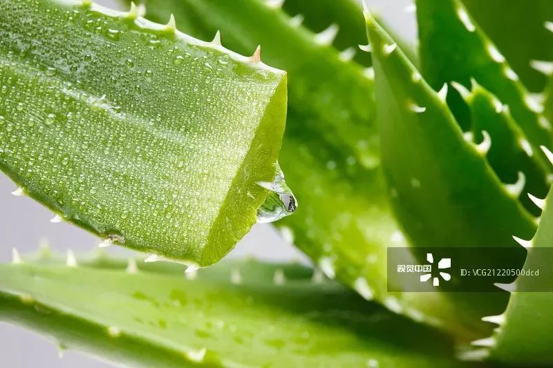 手上冻疮干裂怎么办,手脚冻脸上冻疮三天快速消除