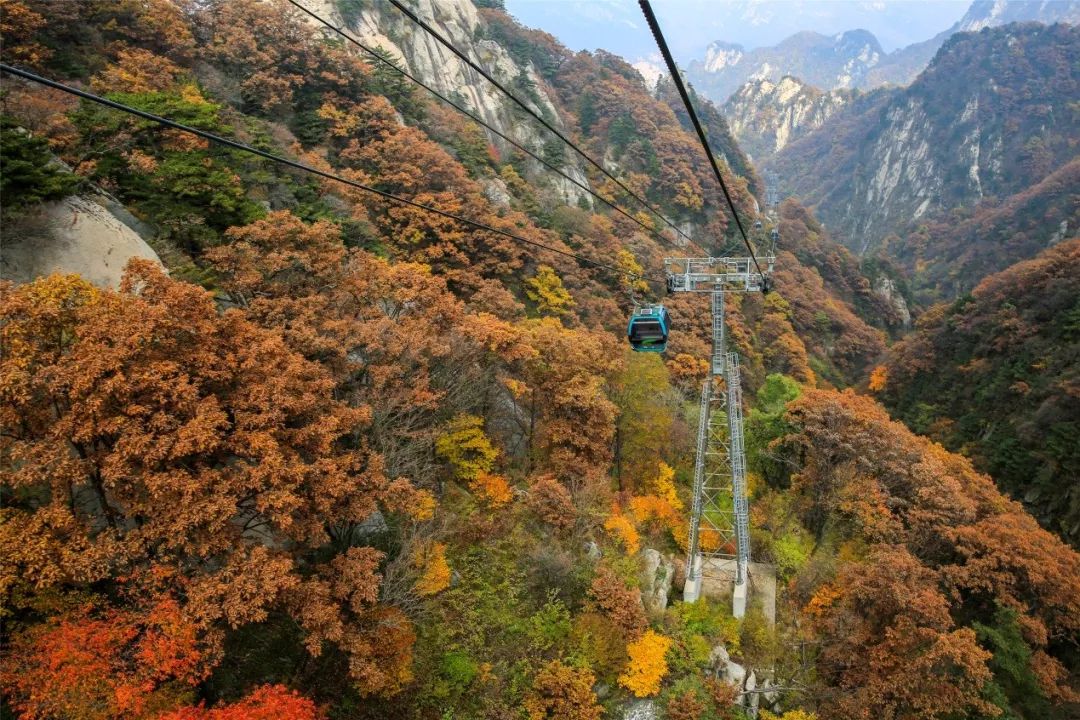 河南秋季最美红叶,河南十大红叶观赏地