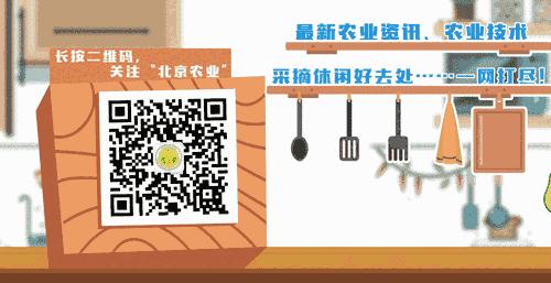 腌制咸鸭蛋不用水的视频,腌制咸鸭蛋不放腌制油应该怎么做