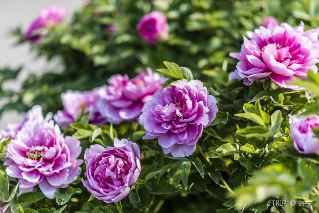 洛阳10大必玩景点,洛阳自驾游必去的十个景点