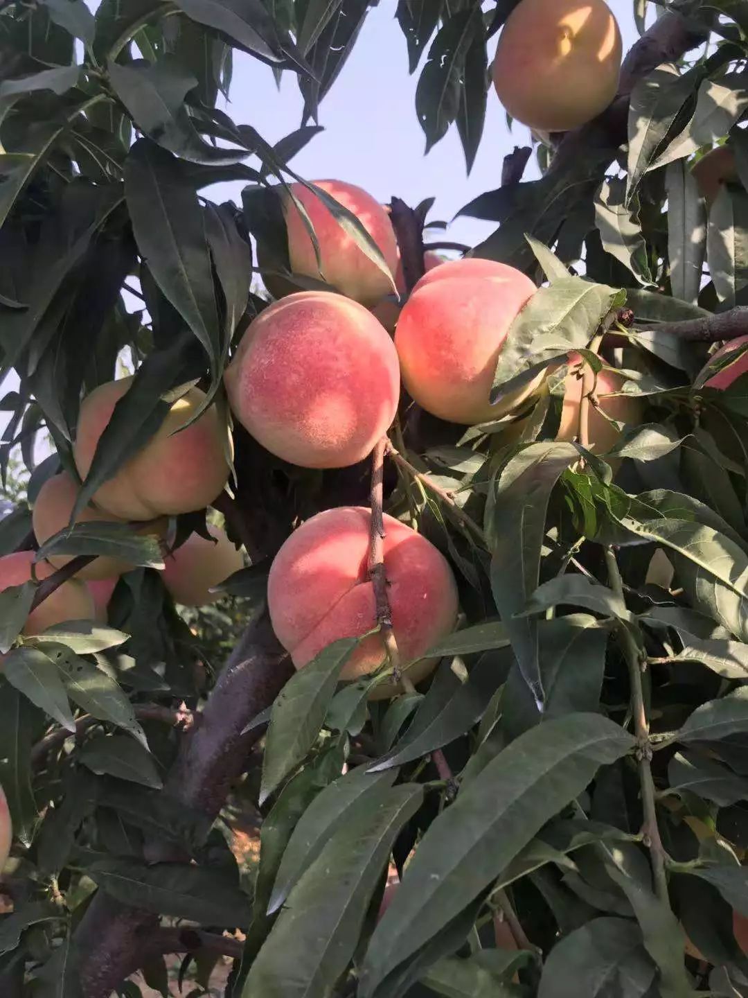 冬天成熟的桃子有哪些,秋冬季特有的桃子