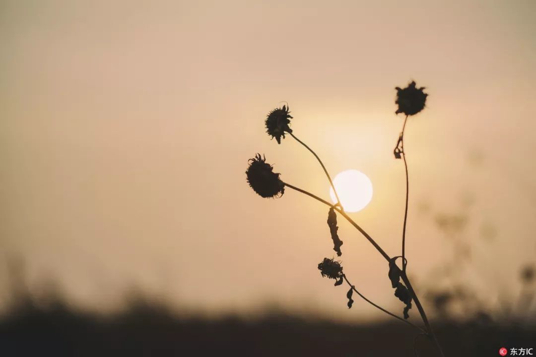 赋得开头的古诗有哪些,赋得古原草送别古诗