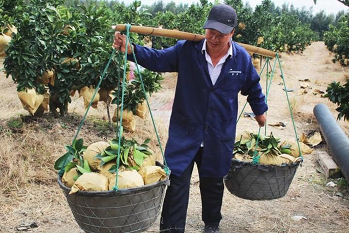 中华第一名柚,柚子中华第一柚