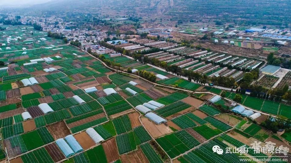 武山县的蒜苗今年价格,武山郭家庄大丰收挖蒜苗