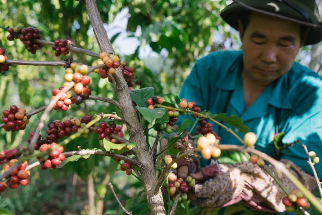 海南好喝的咖啡推荐,海南最正宗的咖啡