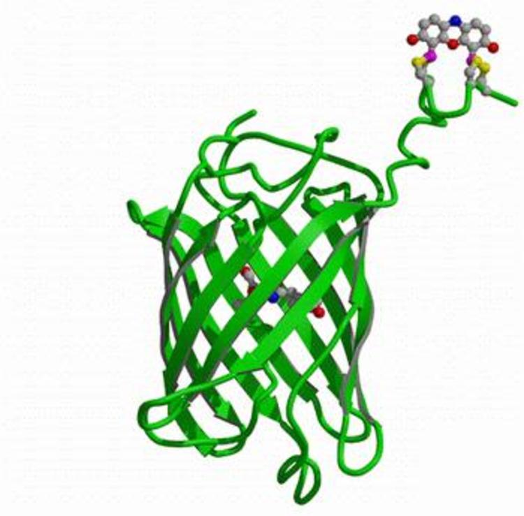 诺贝尔奖死去的人,诺贝尔获奖者死掉了怎么办