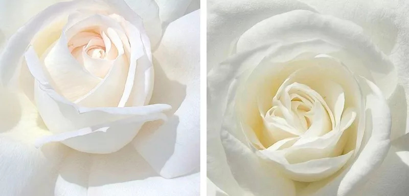 历尽千帆归来仍是美少女,历尽千帆归来仍是少女的下一句