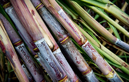 为什么吃甘蔗嘴口腔里有泡,为什么吃甘蔗嘴角会起泡呢