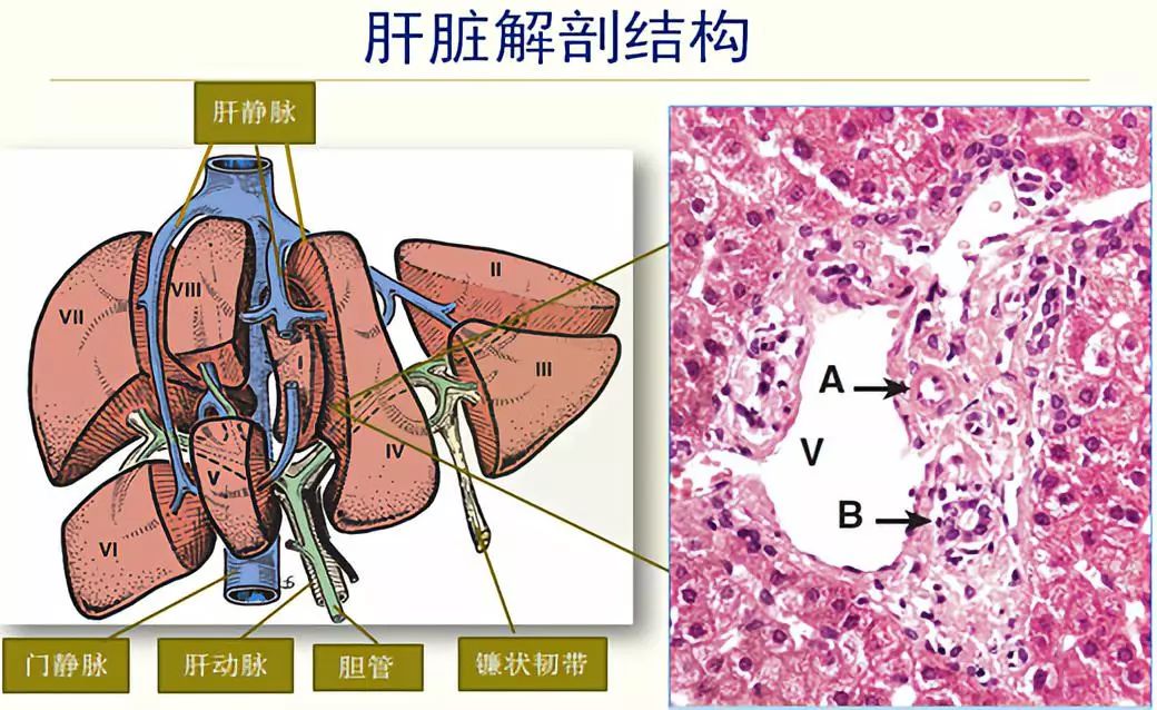 精华回顾｜肝胆精英荟：肝脏炎症性损伤的临床及病理鉴别诊断——杨永峰教授