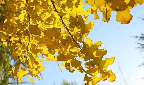 北方最大的银杏林在哪里,中国最大面积的银杏树林在哪里