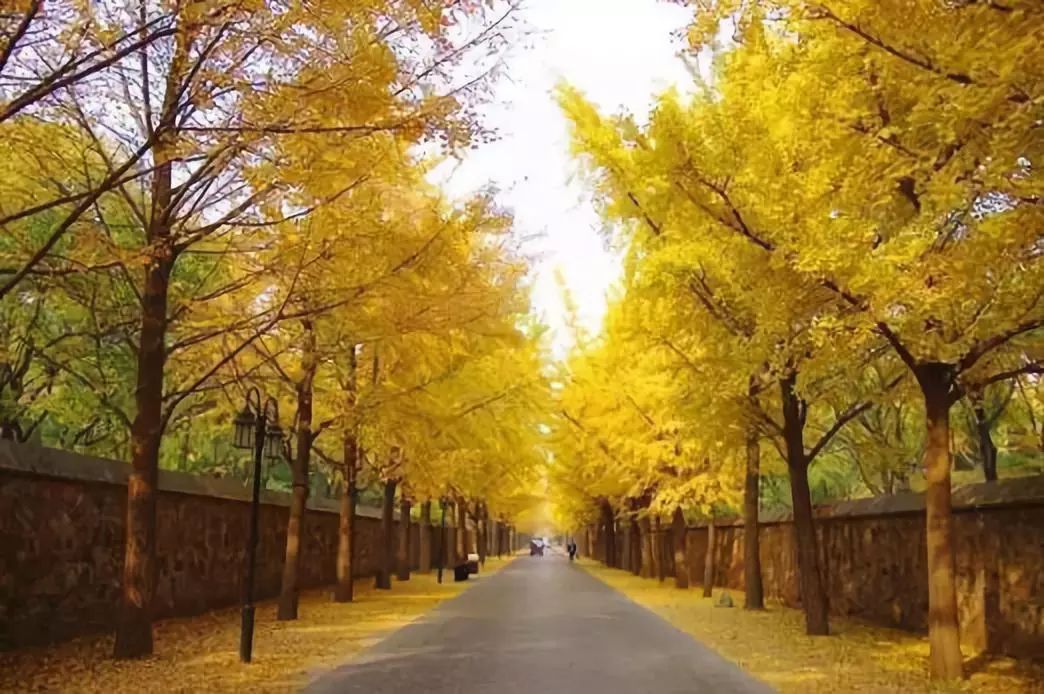 周末游玩银杏林,周末去哪里看银杏叶好