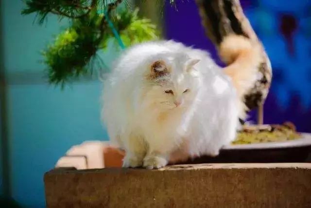 为什么现在年轻人喜欢养猫,为什么现在的年轻人都喜欢养猫咪