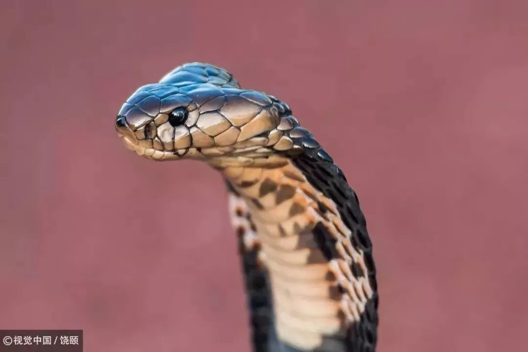 刷爆今天池州人朋友圈的舟山眼镜蛇，喜欢待在啥地方？专家这样说……