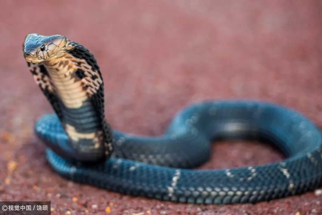 刷爆今天池州人朋友圈的舟山眼镜蛇，喜欢待在啥地方？专家这样说……