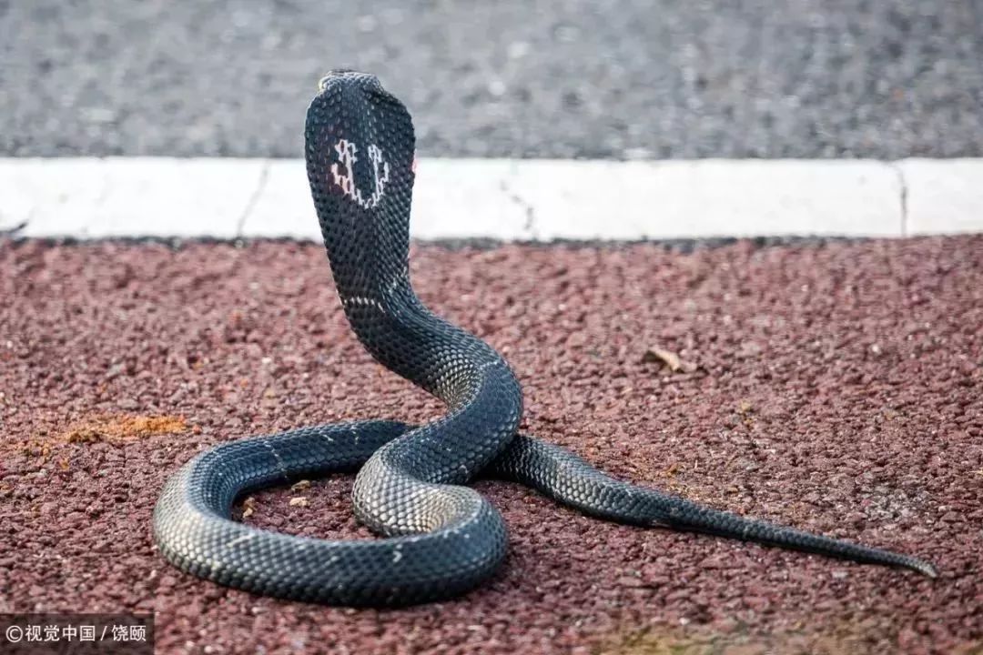 刷爆今天池州人朋友圈的舟山眼镜蛇，喜欢待在啥地方？专家这样说……