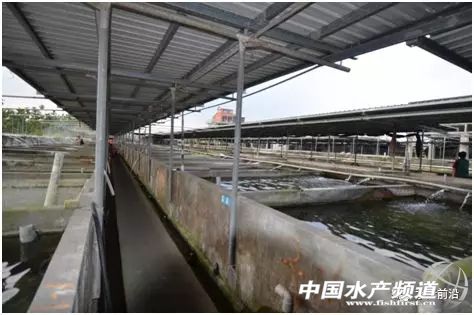 龙王鱼要多少钱一斤,龙王鱼慈鲷价格