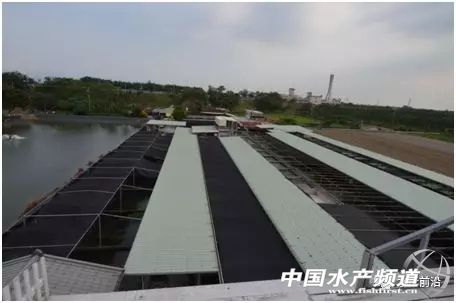 龙王鱼要多少钱一斤,龙王鱼慈鲷价格