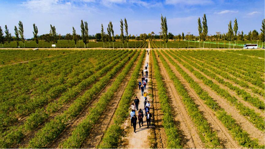 宁夏红保健酒怎么样,滋补酒宁夏红怎么样