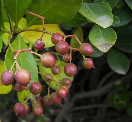 植物图鉴城市常见景观树,路边常见的植物