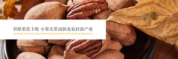 碧根果致富项目,碧根果获丰收小果实带动新产业