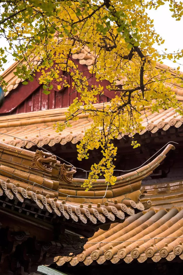 南京最美赏秋地点,南京赏秋之旅