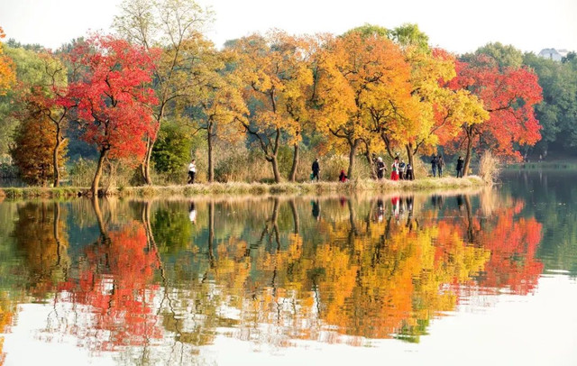 南京最美赏秋地点,南京赏秋之旅