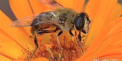 被蜜蜂蛰了怎么办,被蜜蜂蛰了怎么办安全教案