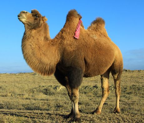 骆驼绒的纤维特性,骆驼绒属于什么纤维