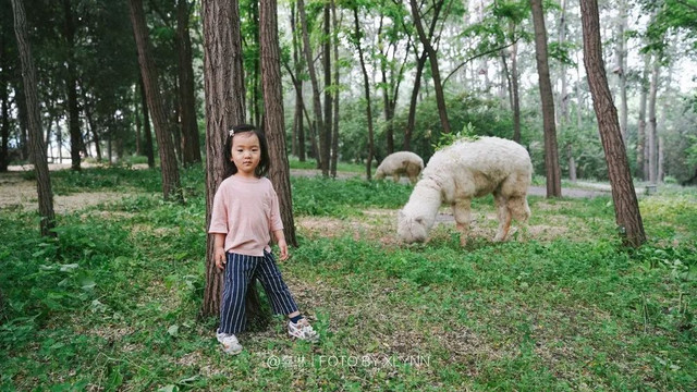 羊驼陪吃早餐，天鹅湖中畅游，藏身北京奥森旁的休憩之地：在之禾