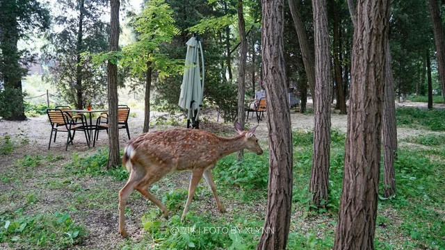 羊驼陪吃早餐，天鹅湖中畅游，藏身北京奥森旁的休憩之地：在之禾