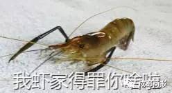 虾背有白线是寄生虫吗,虾头里的白线是寄生虫吗