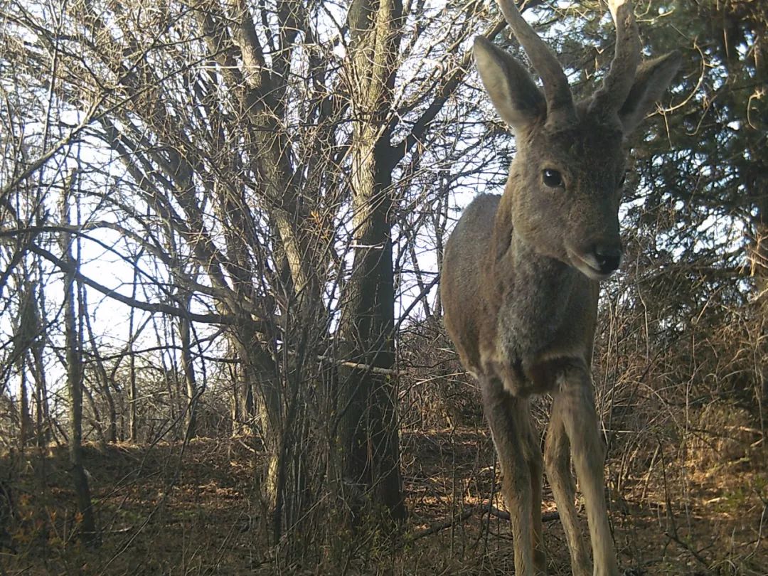为啥救助狍子要捂眼睛,你们救过的小动物来报恩了吗