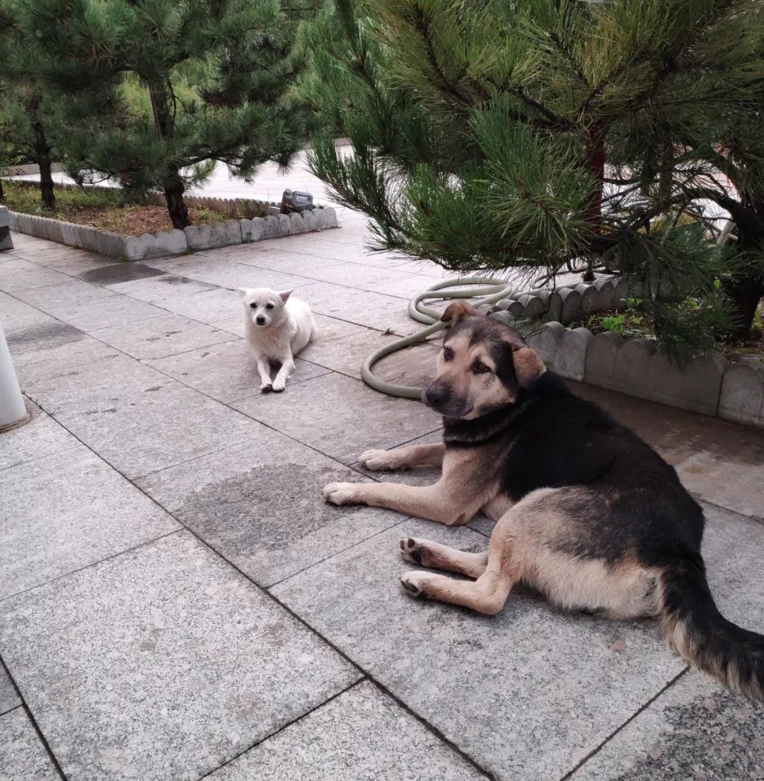 为什么救助狍子要用白布捂眼睛,救助狍子该送哪里