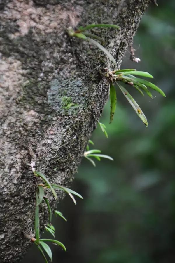 海南尖峰岭植物,海南尖峰岭国家森林公园问题