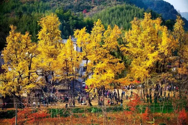 西溪湿地免费区域从哪儿进,西溪湿地免费区域地图