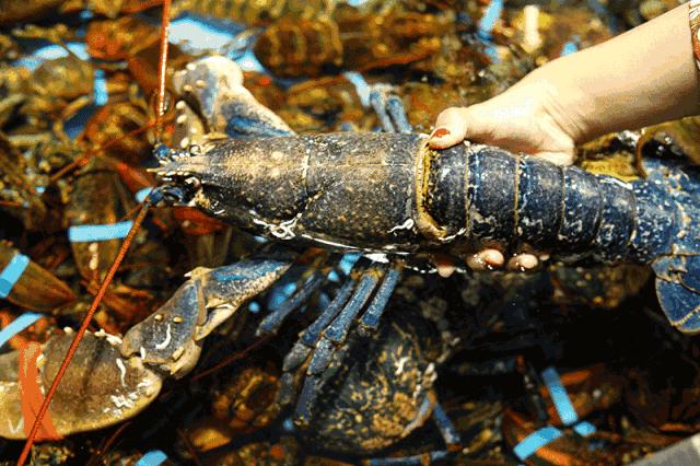 常州哪里有卖甜甜圈,常州一元甜甜圈哪里有卖