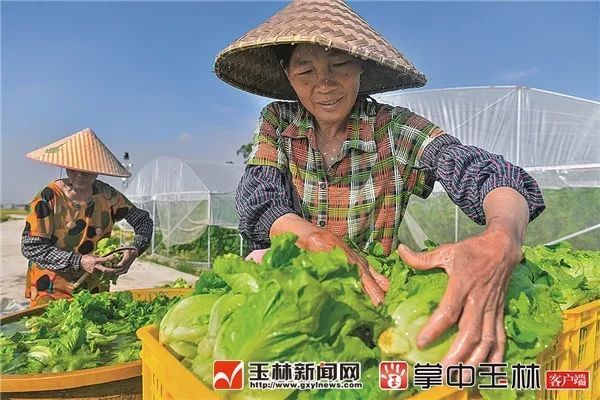 下午茶新闻,新闻下午茶过年