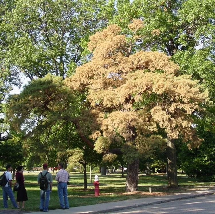 松材线虫病如何防治和处理,松材线虫病防治方法