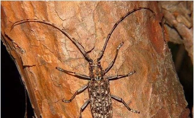 松材线虫病如何防治和处理,松材线虫病防治方法