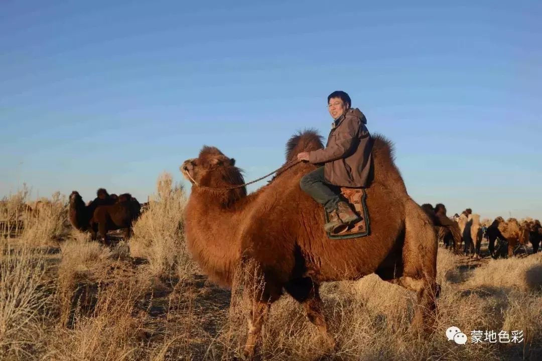骆驼研究专家吉日木图